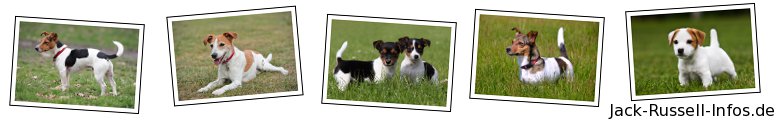 Jack-Russell-Infos.de